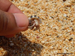 Irritated hermit crab