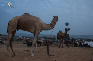 A hot-air balloon floats above the fair ground in Pushkar. Picture by Ankita Hazra