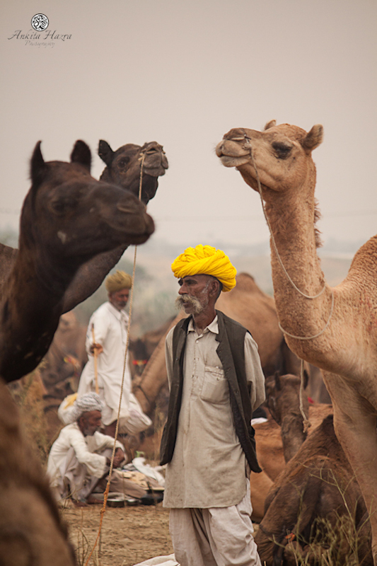 Camel sellers at the fair. Picture by Ankita Hazra