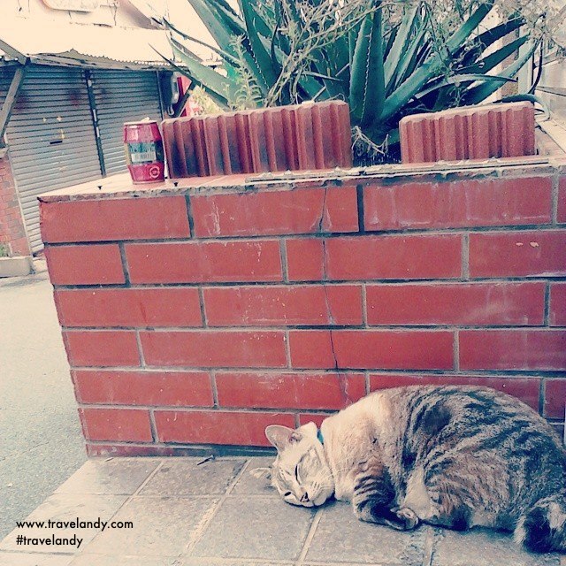 Fat Japanese cat