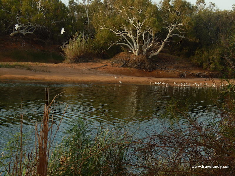 Water birds in the river