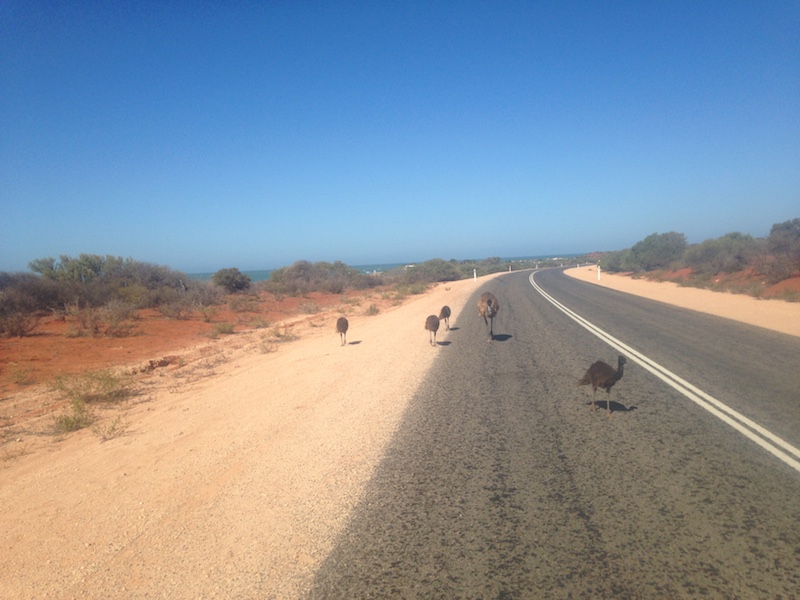 A family of emus blocks our way. Picture by Katharina Schnitzler