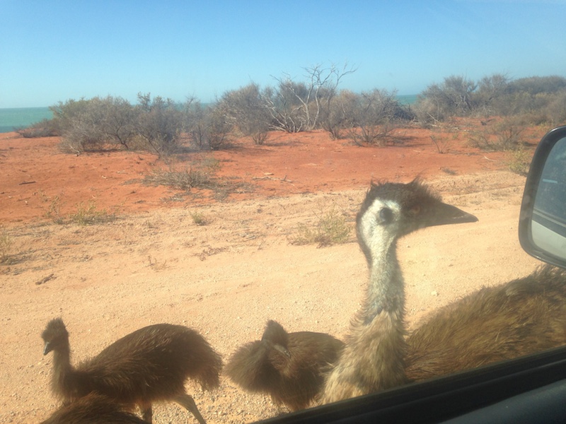 The mother emu checks herself out in the rear-view mirror of our car. Picture by Katharina Schnitzler