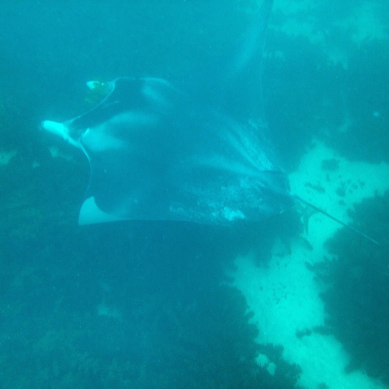 A huge manta ray swims below us. Picture by Katharina Schnitzler