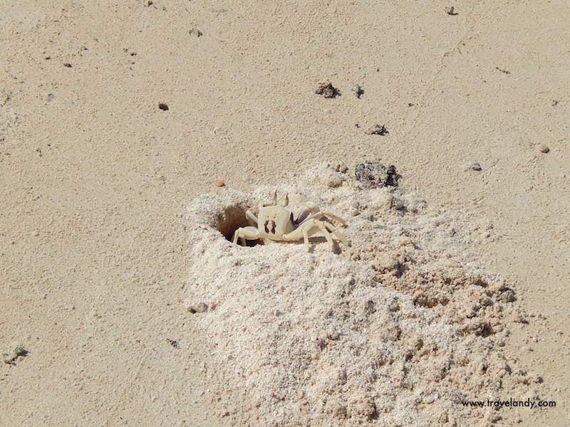 A crab peeps out of its hole at Turquoise Bay in Cape Range National Park