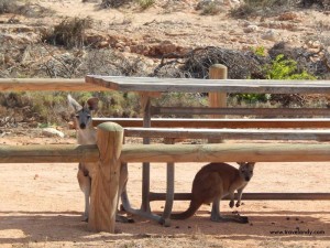 Kangaroos at a rest area in Cape Range National Park