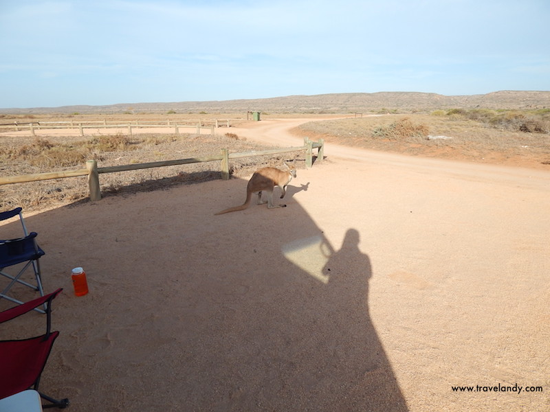 A curious kangaroo at Cape Range National Park