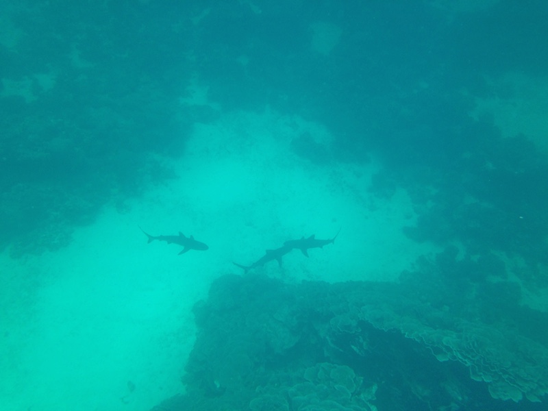 Reef sharks swim below us. Picture by Katharina Schnitzler