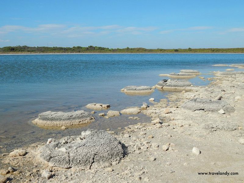 Stromatolites at Lake Thetis