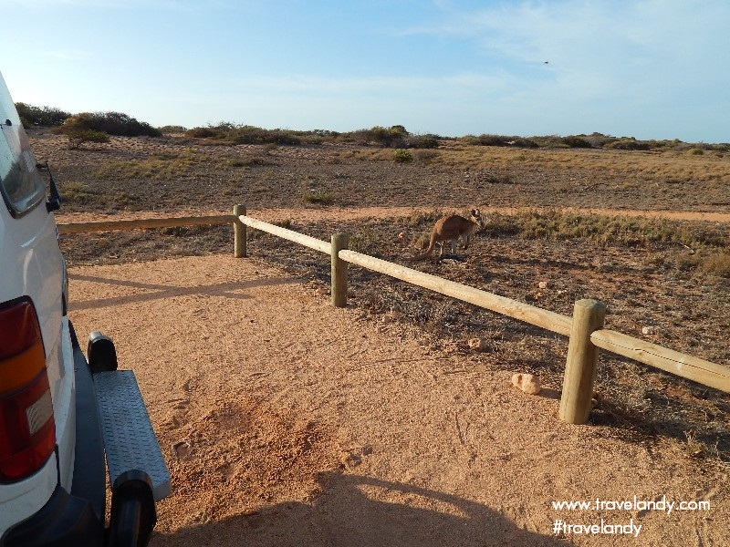 A friendly kangaroo at Cape Range National Park hangs out near our van