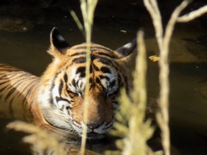 A tiger at Ranthambhore National Park. Picture by Soumajit Saha 