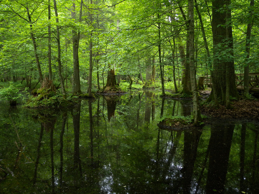 Białowieża forest