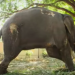 Aged elephant free after 50 years in tourist slavery