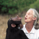 Jane Goodall to sound sustainable tourism bugle in Sierra Leone