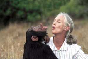 Jane Goodall with a chimpanzee