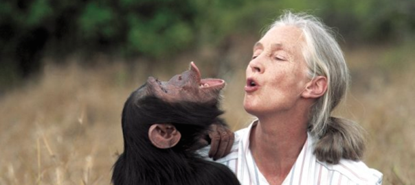 Jane Goodall with a chimpanzee