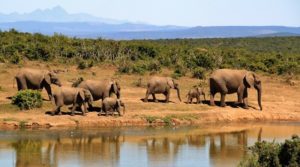 Botswana is home to 130,000 elephants