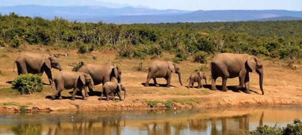 Botswana is home to 130,000 elephants