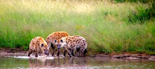 Sabi Sands Game Reserve