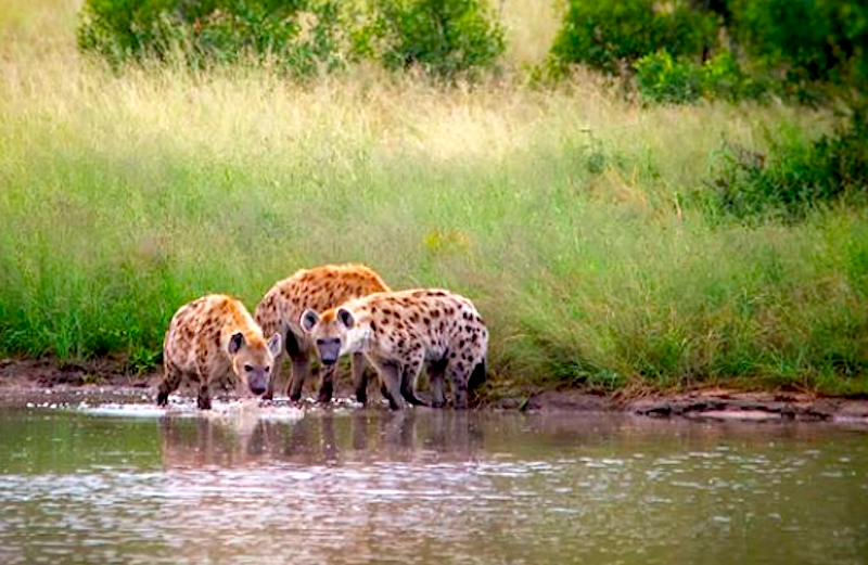 Sabi Sands Game Reserve