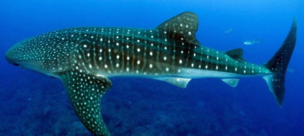 whale shark