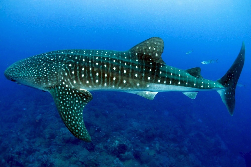 whale shark