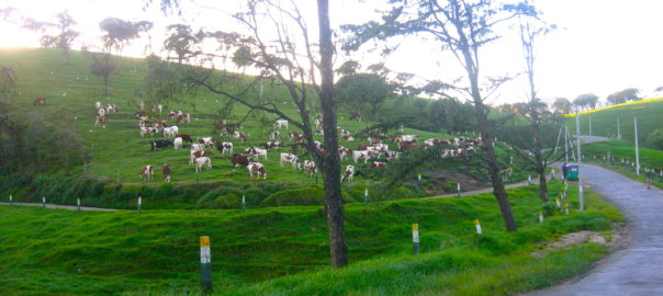 Nuwara Eliya