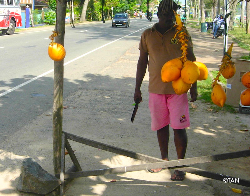 Welligama coconuts