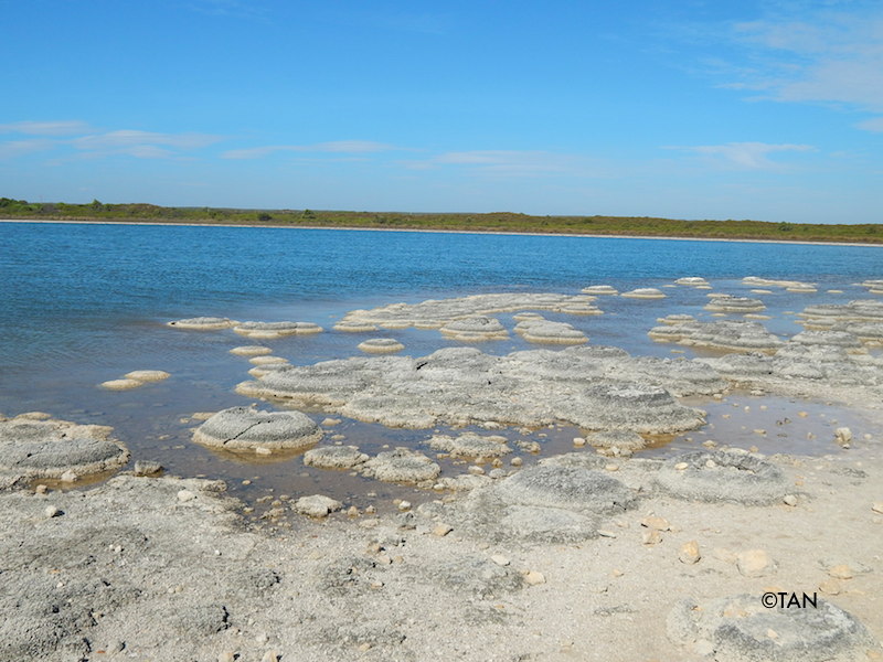 Lake Thetis stromatolites