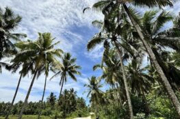 Motorcycle on road lined by coconut trees