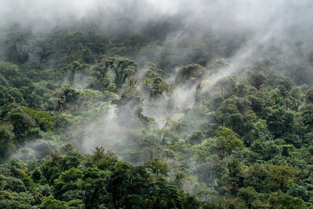 cloud forests