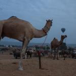 Ten reasons to visit Pushkar Camel Fair