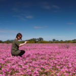Western Australia set for a bumper wildflower season