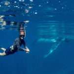 Swimming with humpbacks to continue in Western Australia