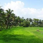 Indulge in slow travel through Vellur in Kerala