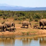 Botswana’s elephant hunting proposal triggers debate