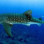 Whale shark season is here at the Ningaloo reef in Australia
